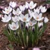 Lady Killer Snow Crocus -Daily Garden Joy Shop lady killer snow crocus