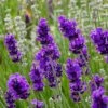 FlowerKisser® After Midnight English Lavender 1 FlowerKisser® After Midnight English Lavender -Daily Garden Joy Shop lavander angustifolia after midnight 2 cc cropped 2