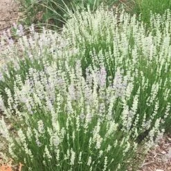 FlowerKisser® Delft Blue & White English Lavender -Daily Garden Joy Shop lavandula angustifolia flowerkisser delft blue and white flowers