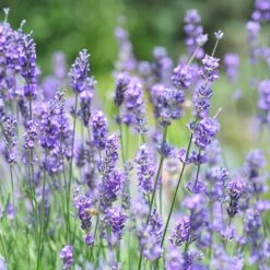 Vera English Lavender -Daily Garden Joy Shop lavandula angustifolia vera
