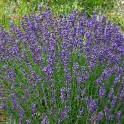 Vera English Lavender -Daily Garden Joy Shop lavandula angustifolia vera cc 1