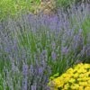 Vera English Lavender 1 Vera English Lavender -Daily Garden Joy Shop lavandula angustifolia vera eriogonum umbellatum proliferum cropped cc 1