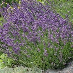 Buena Vista English Lavender -Daily Garden Joy Shop lavandula buena vista lavender garden 2