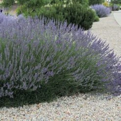 Grosso French Lavender 7 Grosso French Lavender -Daily Garden Joy Shop lavandula grosso 63152 web 3 1 1