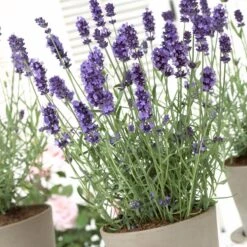 Hidcote Blue English Lavender -Daily Garden Joy Shop lavandula hidcote lavender pot 1