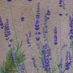 Gros Bleu French Lavender -Daily Garden Joy Shop lavandula inter gros bleu close up 1