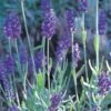 Mitcham Gray English Lavender