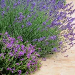 Dark Violet Skullcap (Scutellaria) -Daily Garden Joy Shop lavandula pastor pride scutellaria violet cloud