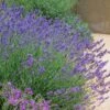 Pastor's Pride English Lavender 2 Pastor's Pride English Lavender -Daily Garden Joy Shop lavandula pastors pride lavender 1 2