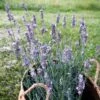 Sensational!™ Lavender -Daily Garden Joy Shop lavandula sensational lavender
