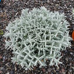 Sensational!™ Lavender -Daily Garden Joy Shop lavandula sensational 1