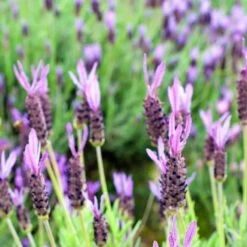 Purple Ribbon Spanish Lavender -Daily Garden Joy Shop lavandula stoechas purple ribbon spanish lavender flowers 1