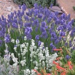 Thumbelina Leigh Dwarf English Lavender 5 Thumbelina Leigh Dwarf English Lavender -Daily Garden Joy Shop lavandula angustifolia 63119 1 web 2