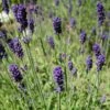 Hidcote Blue English Lavender -Daily Garden Joy Shop lavandula angustifolia hidcote blue lavender enlgish blue cropped