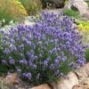 Thumbelina Leigh Dwarf English Lavender -Daily Garden Joy Shop lavandula angustifolia thumbelina leigh web 1