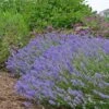 Blue Cushion English Lavender