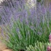 Gros Bleu French Lavender -Daily Garden Joy Shop lavandula intermedia 63156 1 web 5