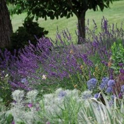 Sharon Roberts English Lavender -Daily Garden Joy Shop lavandula sharon roberts 1