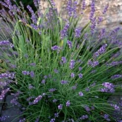 Sharon Roberts English Lavender -Daily Garden Joy Shop lavandula sharon roberts 1 1 1