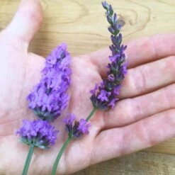 Sensational!™ Lavender -Daily Garden Joy Shop lavender phenomenal flower hand