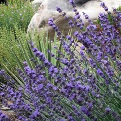 Sharon Roberts English Lavender -Daily Garden Joy Shop lavender sharon roberts 1