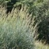 Great Basin Wildrye -Daily Garden Joy Shop leymus cinereus close up plant select great basin wildrye