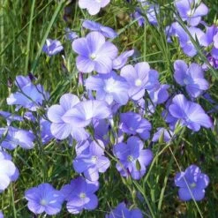 Spanish Blue Flax (Linum) -Daily Garden Joy Shop linum narbonense spanish blue flax 1 cropped