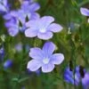 Spanish Blue Flax (Linum) -Daily Garden Joy Shop linum narbonense spanish blue flax 2 cropped