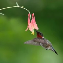 Little Lanterns Columbine -Daily Garden Joy Shop little lanters columbine hummingbird