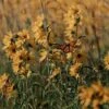 Little Prairie Native Wildflower Seed Mix -Daily Garden Joy Shop little prairie wildflowers with monarch flowers