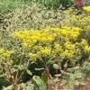 Little Rascal Sulphur Buckwheat -Daily Garden Joy Shop little rascal sulphur buckwheat eriogonum allenii little rascal