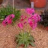 Little Raspberry Lewisia -Daily Garden Joy Shop little raspberry lewisia 1