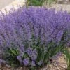 Little Trudy® Nepeta 1 Little Trudy® Nepeta -Daily Garden Joy Shop little trudy nepeta bush undaunted garden 1