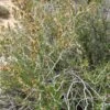 Littleleaf Mountain Mahogany (Cercocarpus) -Daily Garden Joy Shop littleleaf mountain mahogany cercocarpus shrubs