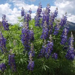 High Country Meadow Native Wildflower Seed Mix 11 High Country Meadow Native Wildflower Seed Mix -Daily Garden Joy Shop lupine mountainside