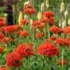 Maltese Cross (Silene) -Daily Garden Joy Shop lychnis chalcedonica 1