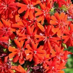 Maltese Cross (Silene) -Daily Garden Joy Shop lychnis chalcedonica 2