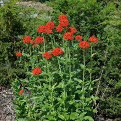 Maltese Cross (Silene) -Daily Garden Joy Shop lychnis chalcedonica 3