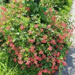Major Wheeler Honeysuckle Vine -Daily Garden Joy Shop major wheeler honeysuckle vine 2 1