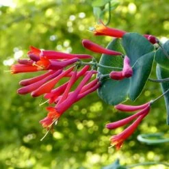 Major Wheeler Honeysuckle Vine -Daily Garden Joy Shop major wheeler honeysuckle vine c