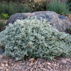 Silver Edged Horehound (Marrubium) -Daily Garden Joy Shop marrubium rotundifolium david winger1 plant select cropped