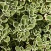 Silver Edged Horehound (Marrubium) 1 Silver Edged Horehound (Marrubium) -Daily Garden Joy Shop marrubium rotundifolium plant select cropped