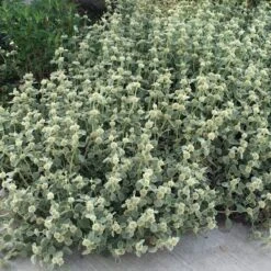 Silver Edged Horehound (Marrubium) -Daily Garden Joy Shop marrubium rotundifolium silver edged horehound cindy jewell 3