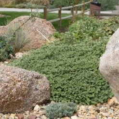 Silver Edged Horehound (Marrubium) -Daily Garden Joy Shop marrubium rotundifolium plant select cropped