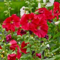 Mars Magic Single Hollyhock -Daily Garden Joy Shop mars magic single hollyhock alcea rosea walters garden flowers