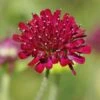 Mars Midget Pincushion Flower -Daily Garden Joy Shop mars midget pincushion flower knautia macedonica