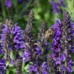 May Night Salvia -Daily Garden Joy Shop may night savlia bee