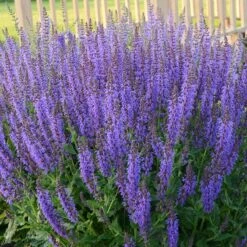 May Night Salvia -Daily Garden Joy Shop may night savlia walters gardens