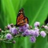 Meadow Blazing Star (Liatris) 1 Meadow Blazing Star (Liatris) -Daily Garden Joy Shop meadow blazing star monarch on liatris ligulistylus