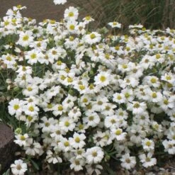 Blackfoot Daisy (Melampodium) -Daily Garden Joy Shop melampodium leucanthemum 82609 1
